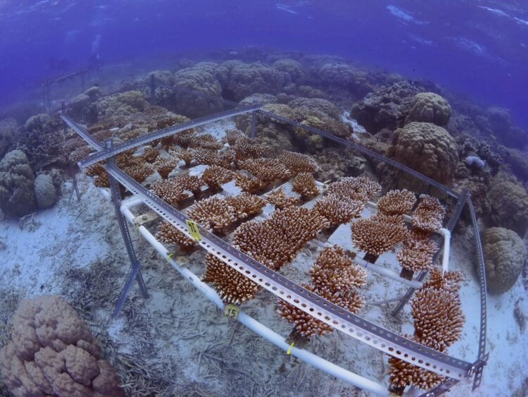 Enhancing Coral Heat Tolerance Through Selective Breeding